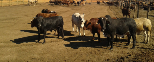 Cows